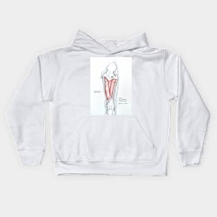 Anatomy. Leg mid depth muscles Kids Hoodie